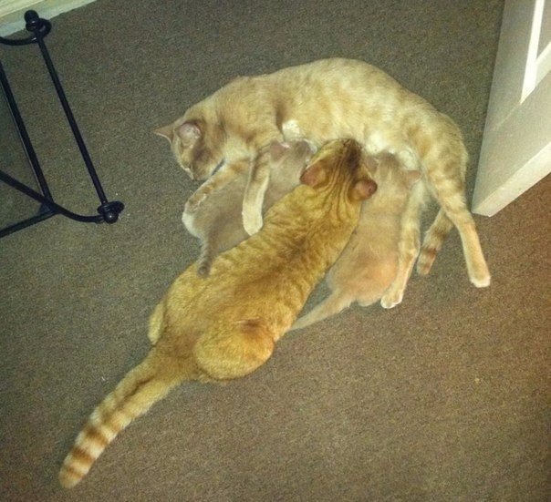 Коты и Кошки