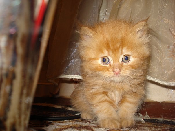 Коты и Кошки