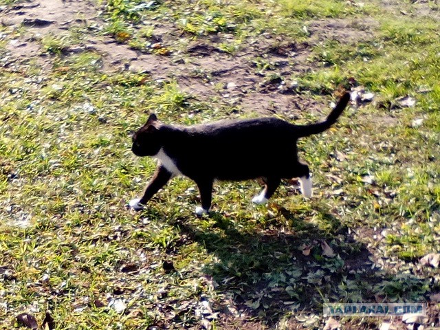 Котовторник  05.12.2017