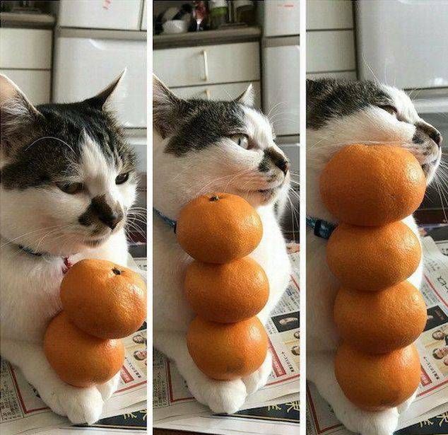 Коты и Кошки