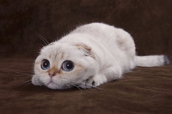 Прикольных котов пост