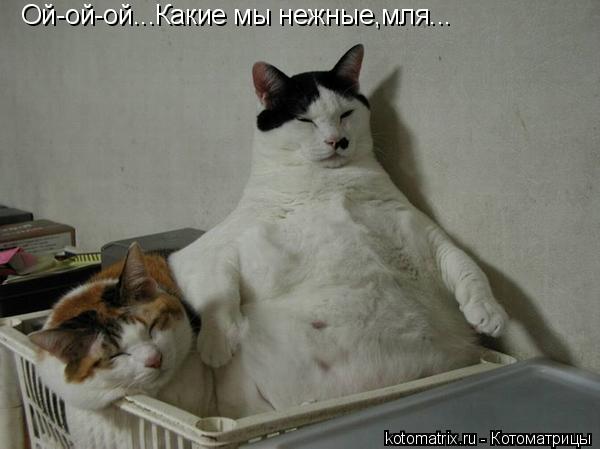 Опасная профессия забойщика скота