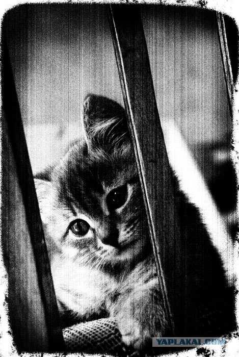 Ура, котовторник! (01.07.2008)
