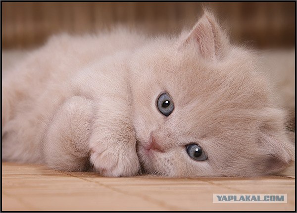 Даёшь Котовторник на ЯПе! (29.07.08)
