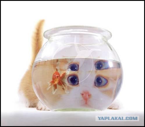 Котовторник на ЯПлакалъ