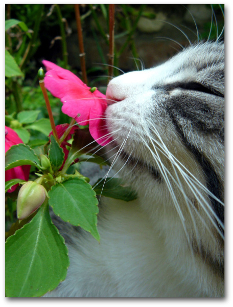 Котовторник, Весна, Цветы!