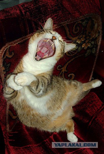 Кошачий язык