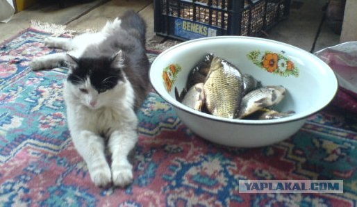 Котовторник объявляется открытым!