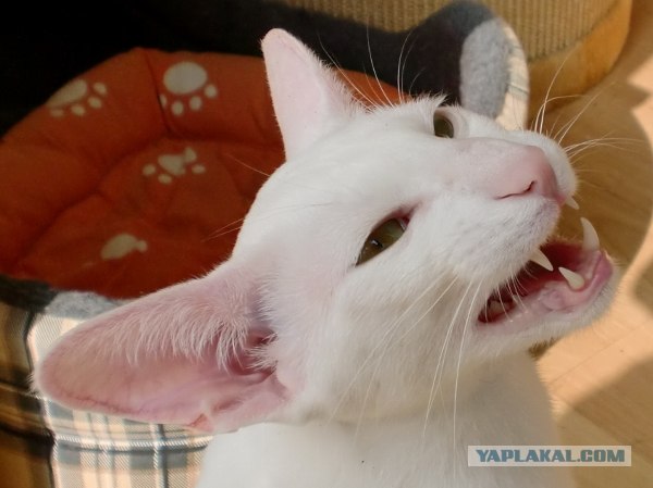 Котовторник! 08.11.11