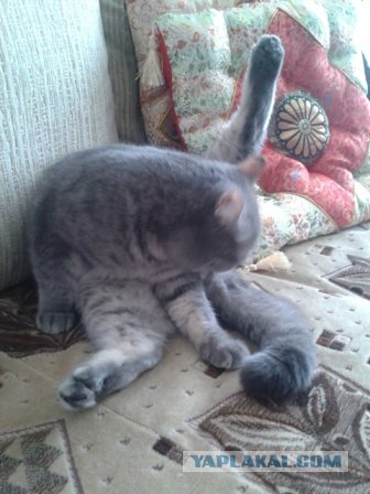 Котовторник 17.04.2012