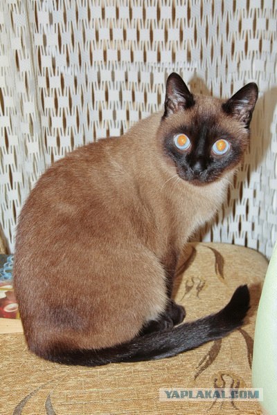 Котовторник 11.09.2012