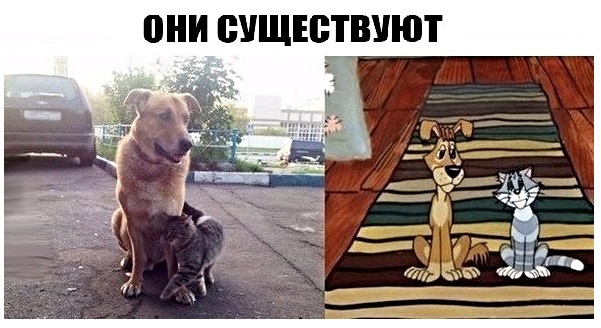 Картинки с надписями,истории и анекдоты