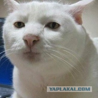 Кого звать, если...