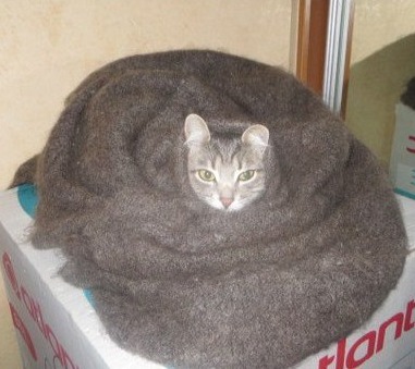 Забавные фото котеек