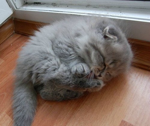 Эти забавные животные