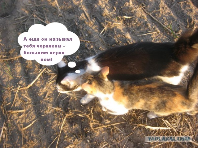 Жизнь домашнего приюта для котеек 304