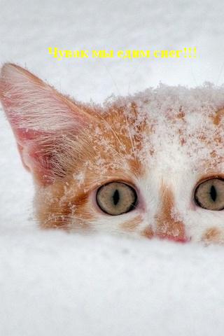 Кошак токсикоман