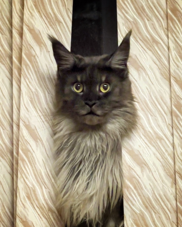 К котовторнику