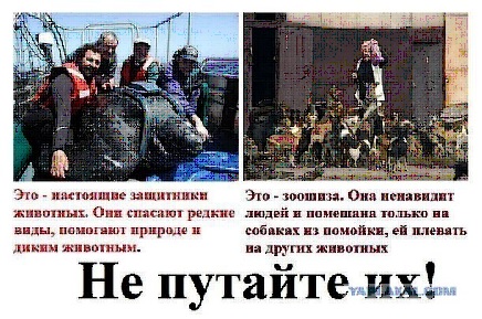 «У детей истерика»: на Сахалине зоозащитники мешают ловить агрессивных собак