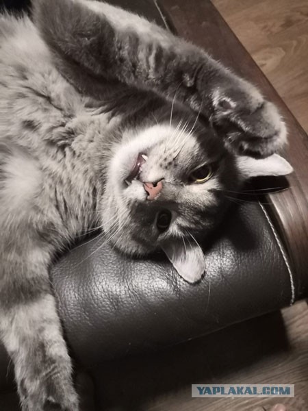 Котовторник вроде.