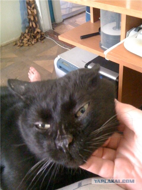 Котовторник 23.04.2013