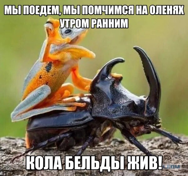 Объявлены финалисты конкурса самых забавных фотографий животных Comedy Wildlife Photography Awards 2024