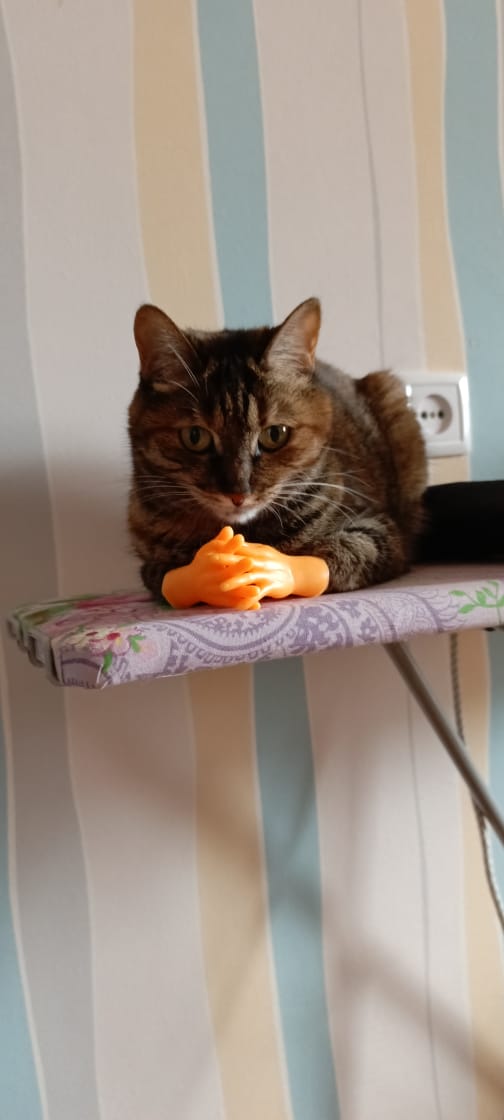 К котовторнику: подборка картинок-баянов с котиками и про котиков. Выпуск 2.