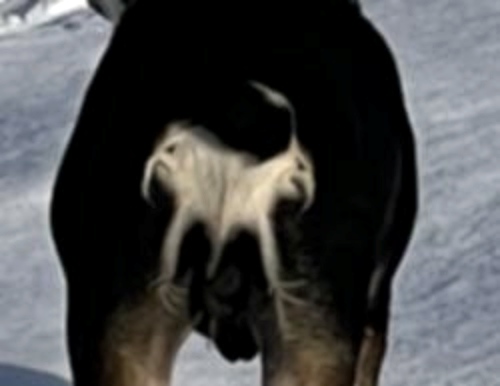 Литературная беседка v.1