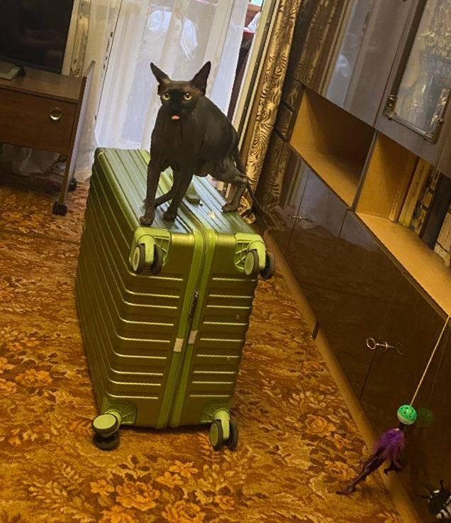 Смешные коты, которые бы победили на конкурсе абсурдных фотографий