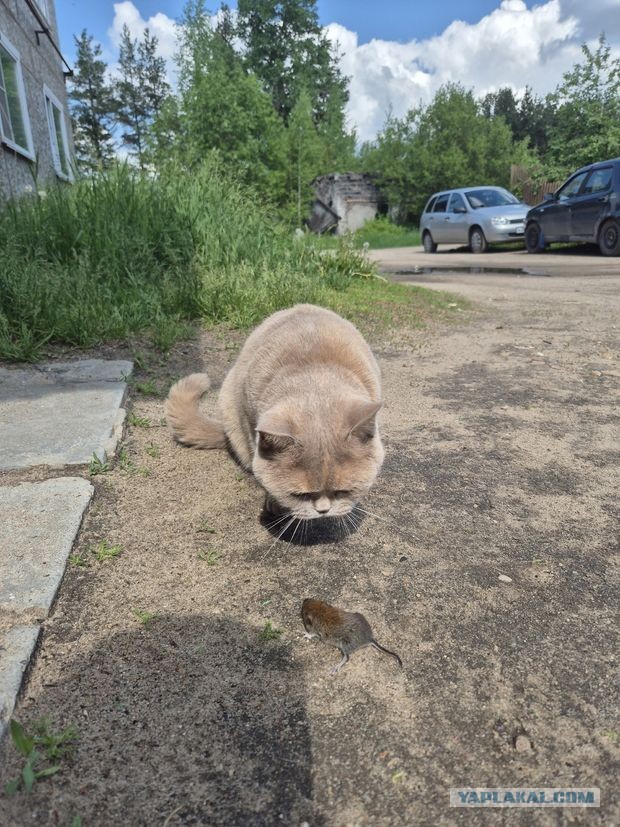 Ура! На дачу!