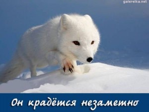 «Моя позиция неизменна»: Шаманов впервые высказался после критики Кадырова
