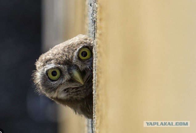 Ковид, Цифровая валюта и прочие радости. III