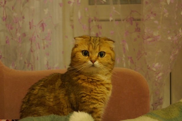 Котовторник 4.02.2014