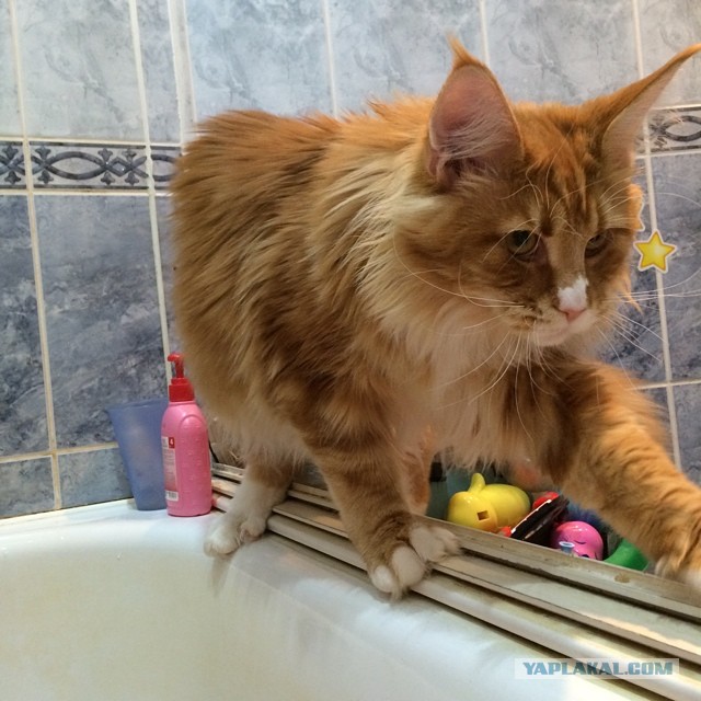 Котовторник 01.07.2014