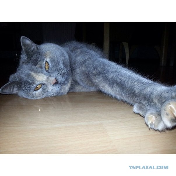 Котовторник 12.08.2014