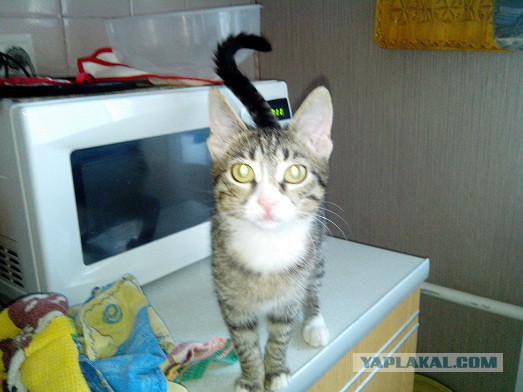 Котовторник 26.08.14.