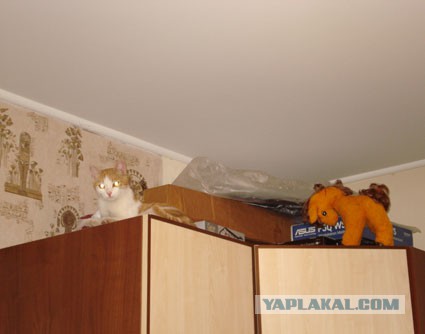Забавы наших усатых-полосатых