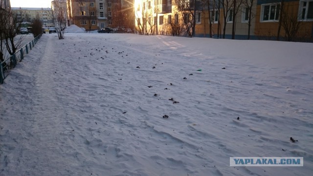 Наказание нерадивых собачников