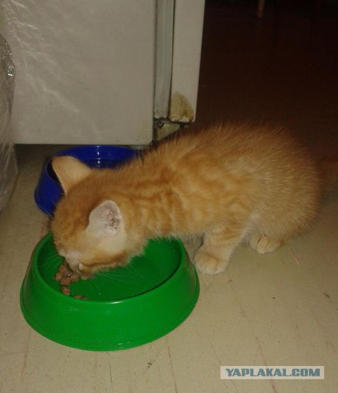 Котейка для сисадмина