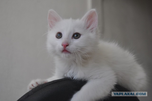 Котовторник