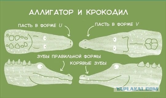 Крокодил напал на детей
