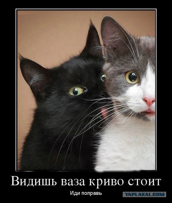 Известные котомемы.