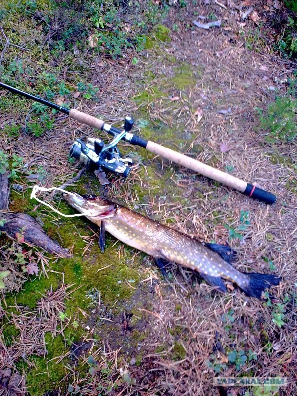 Немного летнего позитива