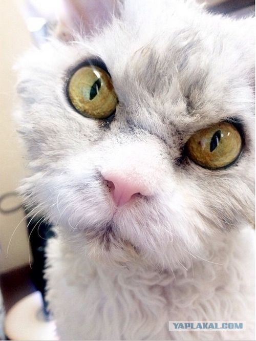 Котовторник