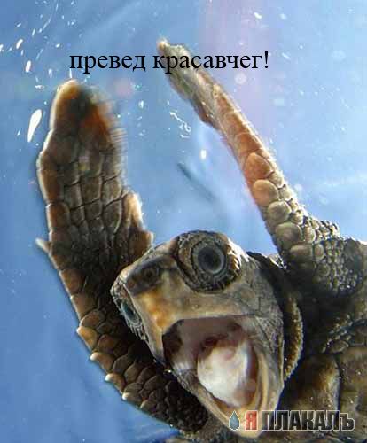 Превед медвед!