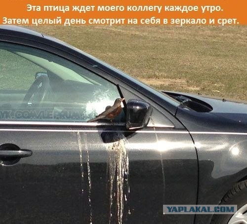 То, что улыбнуло в 2015