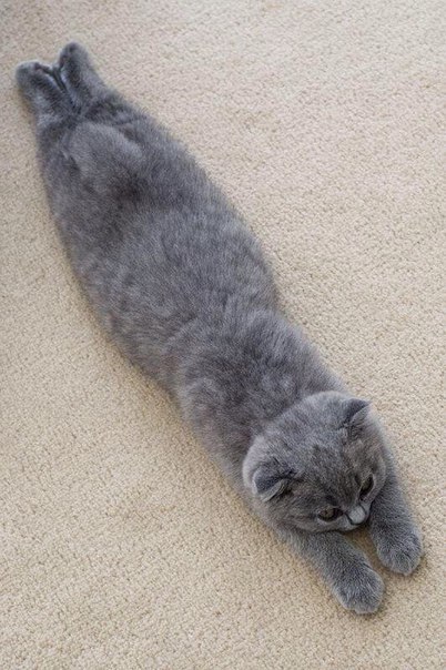 Котики на выходные
