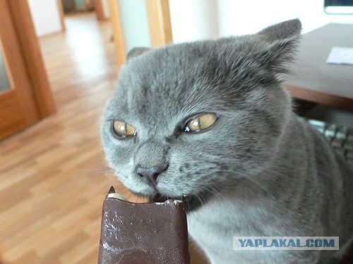 Котовторник 15.03