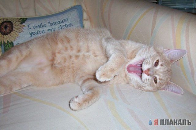 Вторничный котомёт