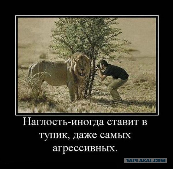 Фотографии льва за мгновение до атаки на фотографа.